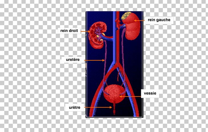 Excretory System Kidney Reflexology Urine Urinary Bladder PNG, Clipart, Angle, Blood, Circulatory System, Ear, Endocrine Gland Free PNG Download