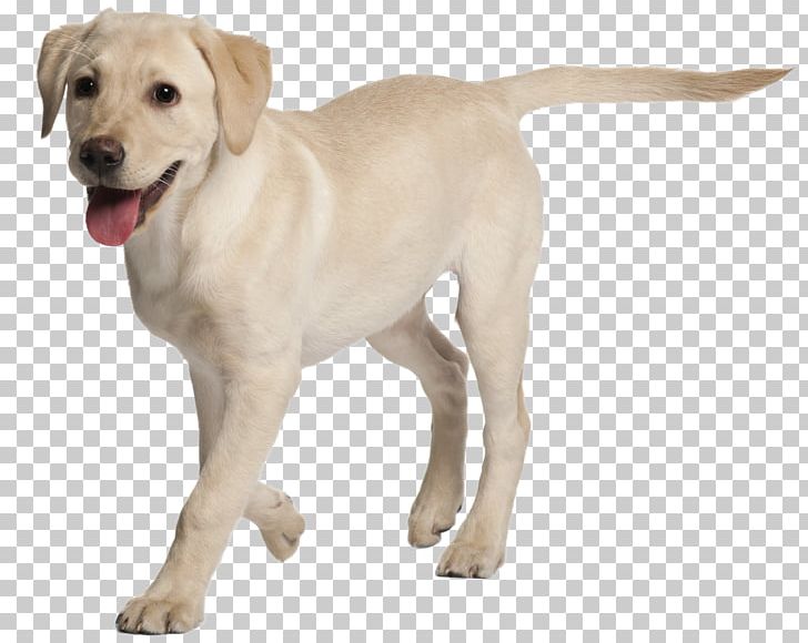 Labrador Retriever Rottweiler Puppy Golden Retriever St. John's Water Dog PNG, Clipart, Animals, Carnivoran, Companion Dog, Dog Breed, Dog Breed Group Free PNG Download