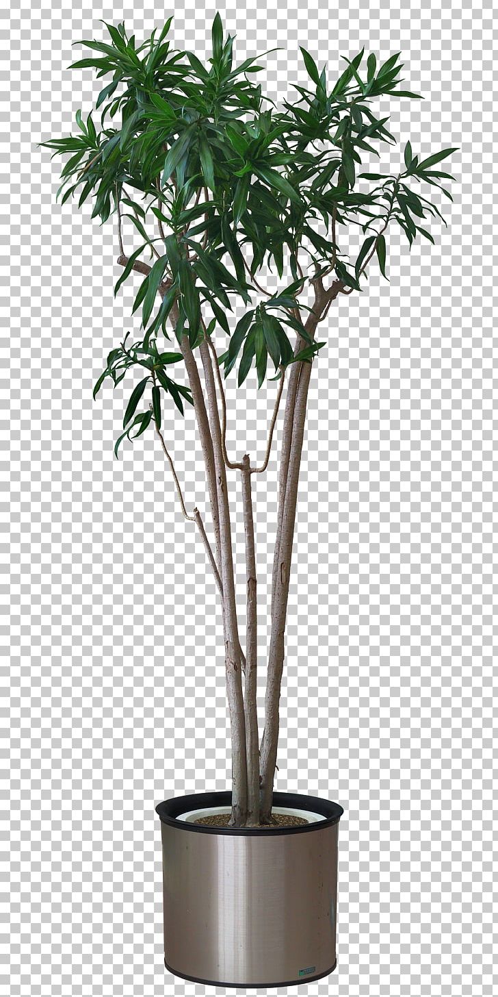Plant Arecaceae Areca Palm Stock Photography PNG, Clipart, Arecaceae, Arecales, Areca Palm, Cycad, European Blueberry Free PNG Download