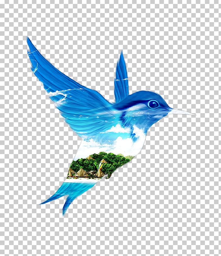 Beak Feather Hummingbird M Nature Turquoise PNG, Clipart, Animals, Beak, Beauty, Bird, Bluebird Free PNG Download