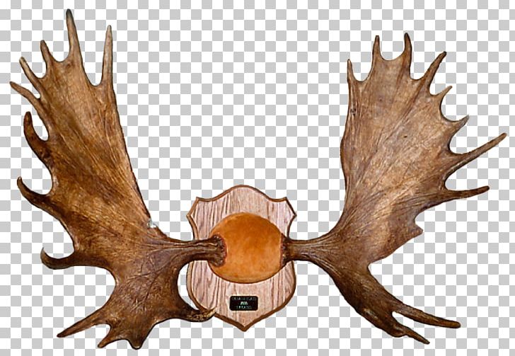 Elk Antler Deer Alaska Moose Horn PNG, Clipart, Alaska Moose, Animals, Antler, Commemorative Plaque, Craft Free PNG Download