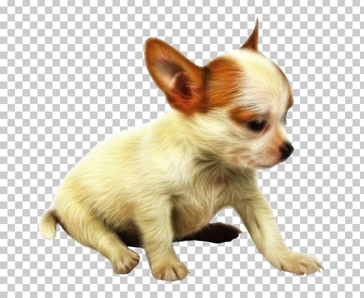 Chihuahua Puppy Papillon Dog Companion Dog PNG, Clipart, Animals, Carnivoran, Chihuahua, Dog, Dog Breed Free PNG Download