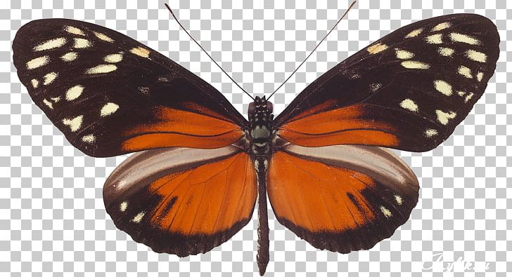 Monarch Butterfly Pieridae Gossamer-winged Butterflies Moth PNG, Clipart, Ahvaz, Arak, Arthropod, Bandar Abbas, Brush Footed Butterfly Free PNG Download