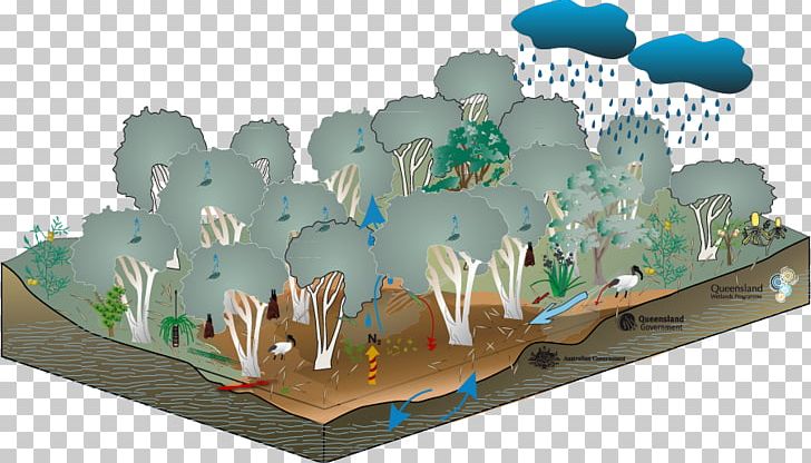 Swamp Wetland Floodplain Melaleuca Gum Trees PNG, Clipart, Ecology, Ecosystem, Eucalyptus, Floodplain, Geomorphology Free PNG Download