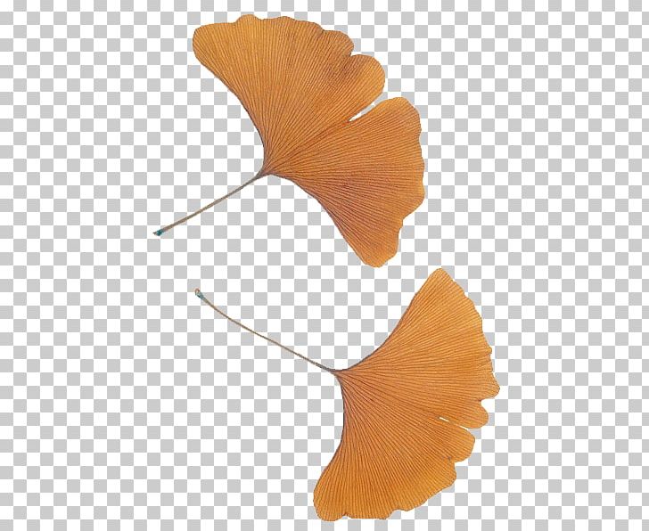 Ginkgo Biloba Leaf Plant Ginkgoaceae Tree PNG, Clipart, Apricot Leaves, Apricot Plant, Apricot Vector, Biological, Biological World Free PNG Download