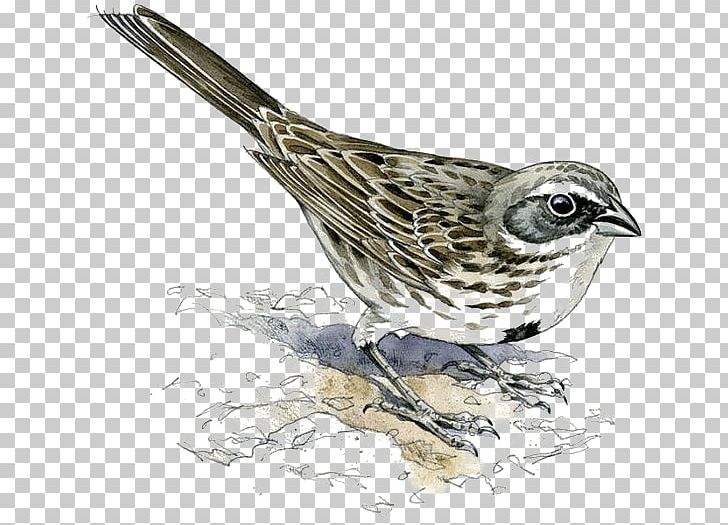 House Sparrow Bird Finch Eurasian Tree Sparrow PNG, Clipart, Animals, Cartoon, Drawn, Encapsulated Postscript, Fauna Free PNG Download