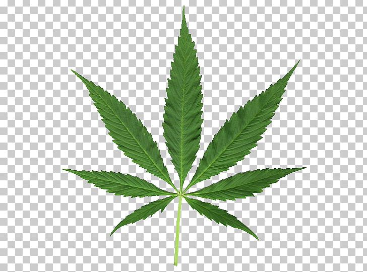 Medical Cannabis Cannabis Smoking Legalization Hemp PNG, Clipart, Cannabis, Cannabis Smoking, Cannabis Social Club, Drug, Hash Oil Free PNG Download