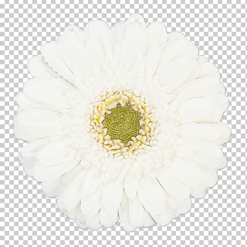 Transvaal Daisy Common Daisy White Flower Color PNG, Clipart, Blue, Chrysanthemum, Color, Common Daisy, Cut Flowers Free PNG Download