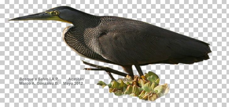 Bare-throated Tiger Heron Water Bird Beak PNG, Clipart, Beak, Bird, Cattle Egret, Comb, Fauna Free PNG Download