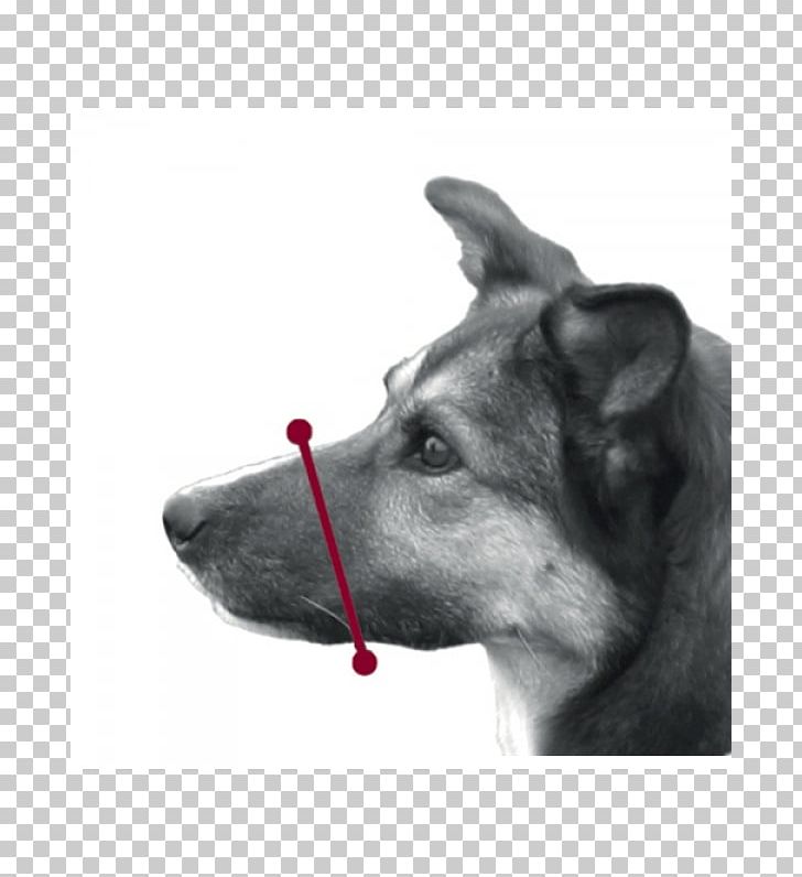 Dog Muzzle Plastic Der Maulkorb Nylon PNG, Clipart, Amazoncom, Animals, Black And White, Dog, Dog Breed Free PNG Download