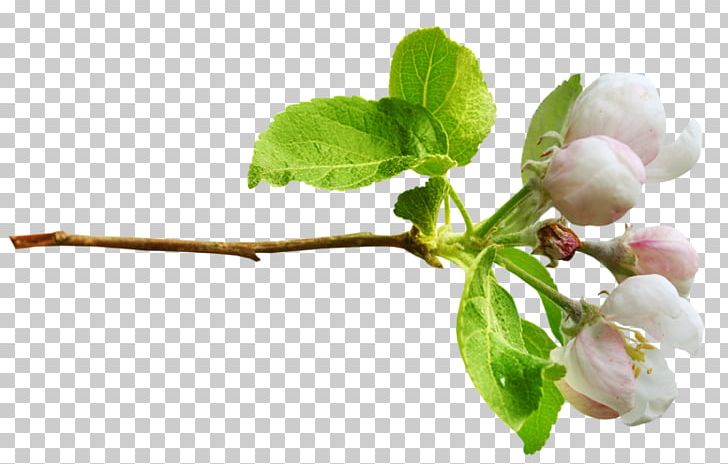 Flower Tree PNG, Clipart,  Free PNG Download
