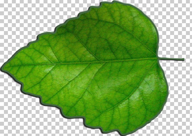 Leaf Green Photosynthesis PNG, Clipart, Digital Image, Green, Image File Formats, Information, Leaf Free PNG Download