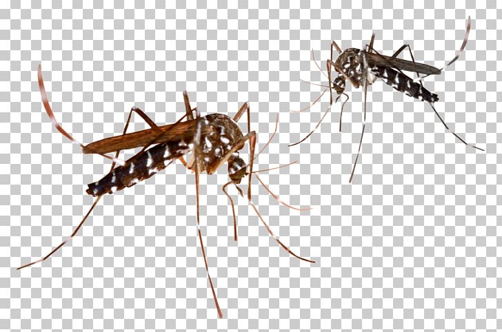 Marsh Mosquitoes Malaria Mosquito Control Mosquito-borne Disease PNG, Clipart, Aedes, Animals, Ant, Arthropod, Dengue Free PNG Download