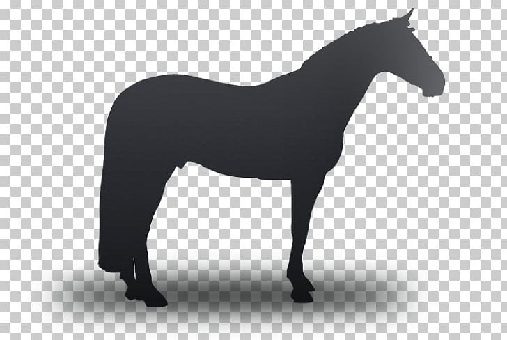 American Quarter Horse Mustang Stallion Pony Percheron PNG, Clipart, Abqm Quarto De Milha, American Quarter Horse, Animal, Anticariat, Black And White Free PNG Download