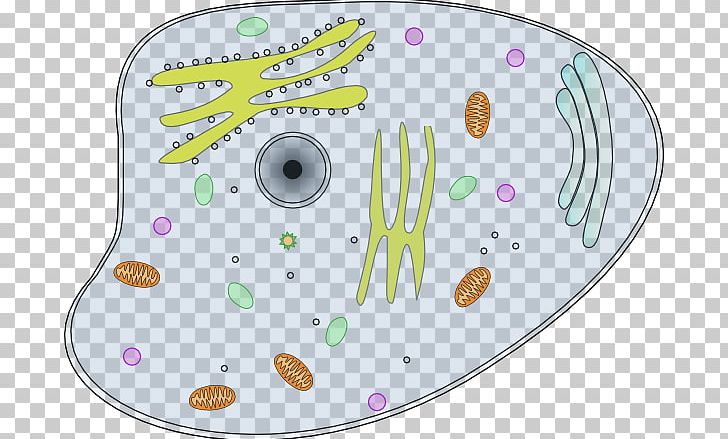 Animal Plant Cell PNG, Clipart, Animal, Area, Cell, Cell Cliparts, Cell Membrane Free PNG Download