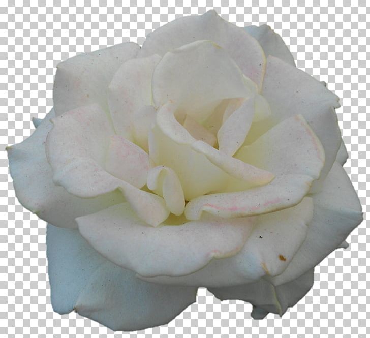 Garden Roses Cabbage Rose Cut Flowers Petal PNG, Clipart, Cabbage Rose, Cut Flowers, Darshan, Flower, Flowering Plant Free PNG Download