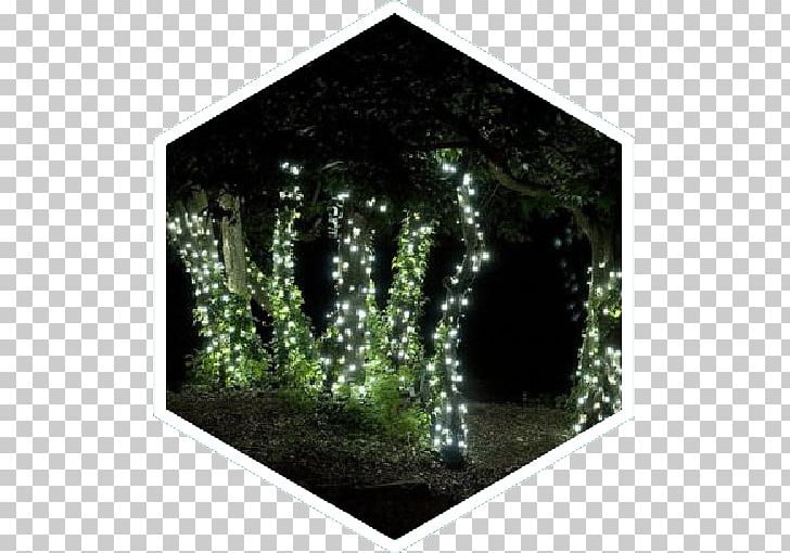 Light-emitting Diode Christmas Lights Landscape Lighting PNG, Clipart, Biome, Christmas Lights, Garden, Garden Centre, Grass Free PNG Download