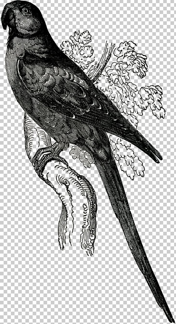 Parrot Beak Finches Hawk Owl PNG, Clipart, Art, Beak, Bird, Bird Of Prey, Black And White Free PNG Download