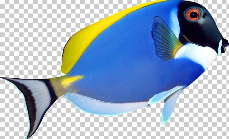 Pomacanthus Navarchus Zebrasoma Angelfish Tropical Fish PNG, Clipart, Acanthuridae, Acanthurus Leucosternon, Animals, Aquarium Fish, Beak Free PNG Download
