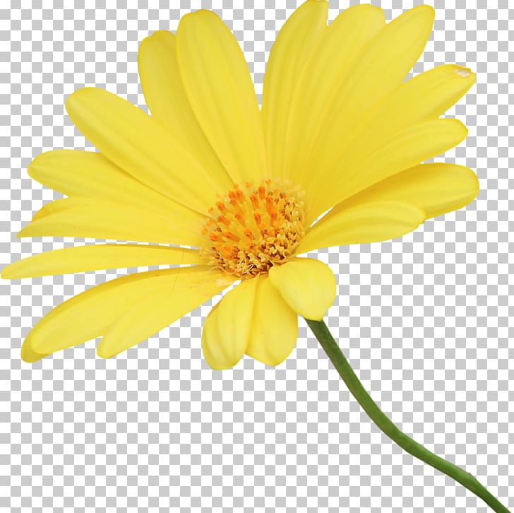 Common Daisy Chrysanthemum Daisy Family Oxeye Daisy Cut Flowers PNG, Clipart, Botanical Illustration, Botany, Chamaemelum Nobile, Chrysanthemum, Chrysanths Free PNG Download