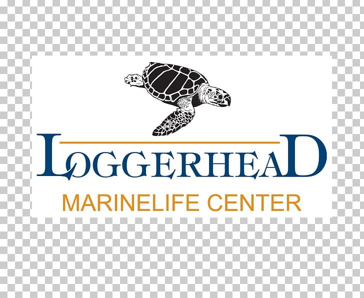 Loggerhead Marinelife Center Loggerhead Park Loggerhead Sea Turtle PNG, Clipart, Animals, Body Jewelry, Brand, Center, Conservation Free PNG Download