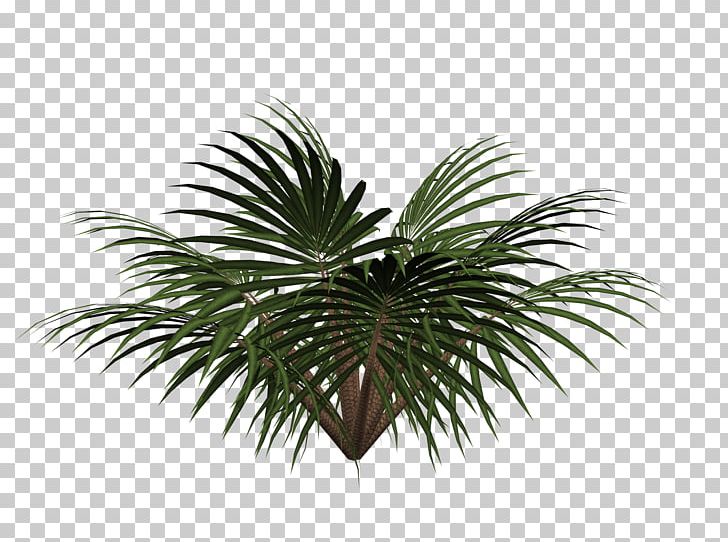 Sago Palm Cycad Tree PNG, Clipart, Computer Icons, Cycads, Date Palm, Elaeis, Euclidean Vector Free PNG Download