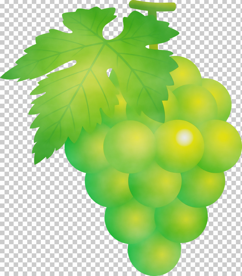 Grape Green Seedless Fruit Leaf Grapevine Family PNG, Clipart, Flower, Fruit, Grape, Grape Leaves, Grapes Free PNG Download