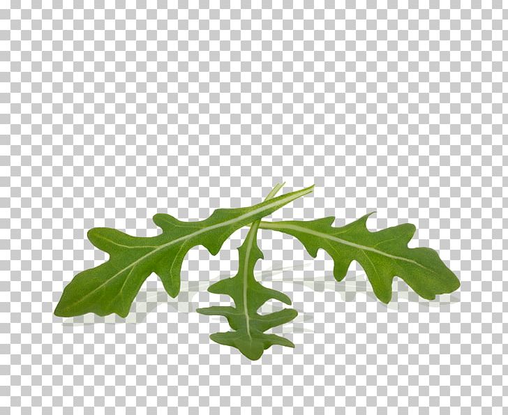 Pasta Rucola Vegetal Fusilli Leaf PNG, Clipart, 2017, Avocado, Boiled Egg, Cultivo, February Free PNG Download