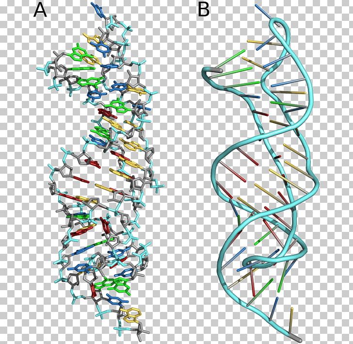 Pseudoknot Nucleic Acid Secondary Structure Stem-loop Protein Secondary Structure Telomerase RNA Component PNG, Clipart, Area, Art, Artwork, Base Pair, Biomolecular Structure Free PNG Download