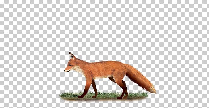 Red Fox Wildlife Tail Fox News PNG, Clipart, Carnivoran, Dog Like Mammal, Fauna, Fox, Fox News Free PNG Download