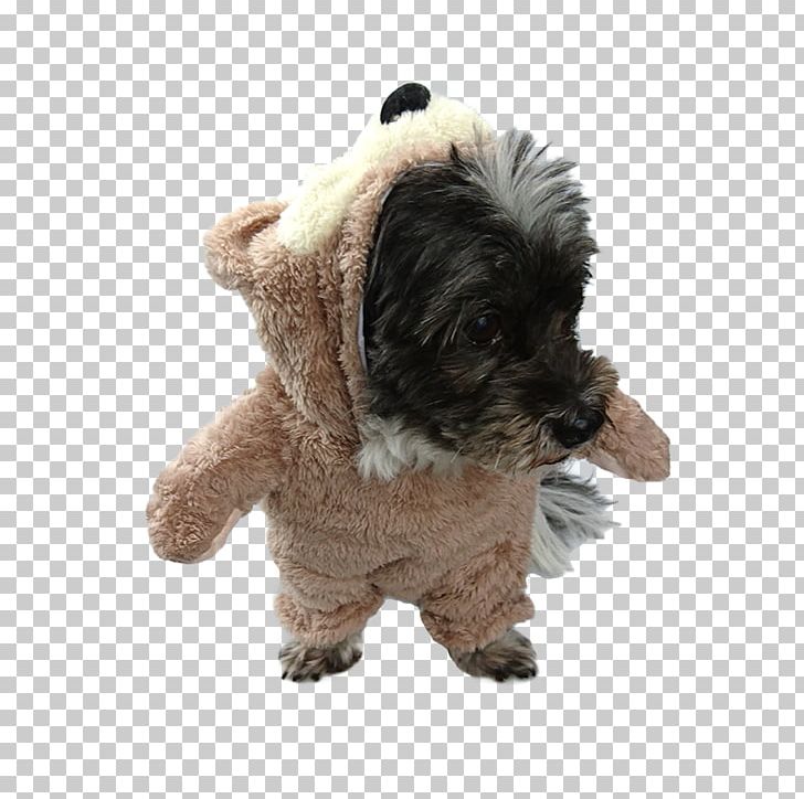 Schnoodle Cairn Terrier Havanese Dog Zuchon Bear PNG, Clipart, Animals, Bear, Cairn Terrier, Carnivoran, Clothing Free PNG Download