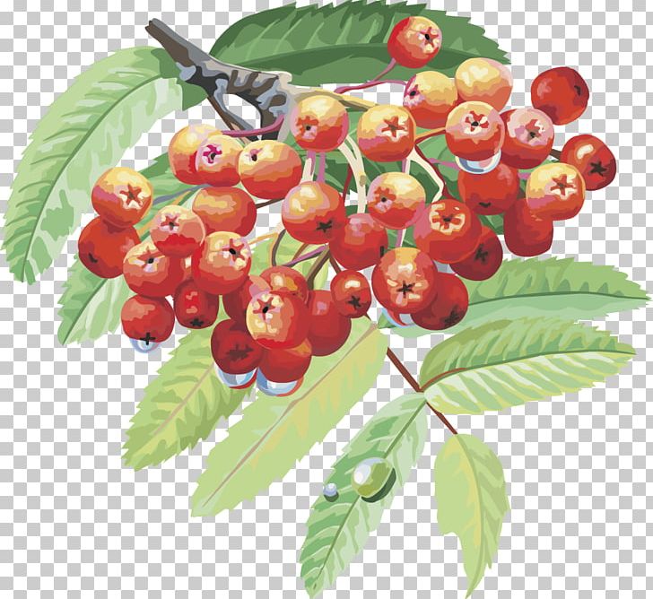 Sorbus Aucuparia Drawing Berry Branch Tree PNG, Clipart, Blueberry, Cherry, Chinese Lantern, Currant, Food Free PNG Download