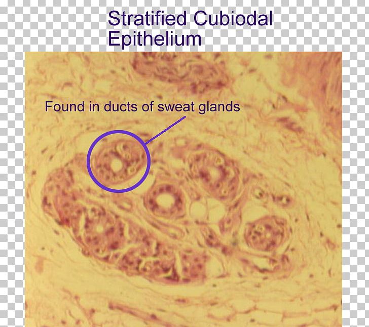 Stratified Cuboidal Epithelium Simple Cuboidal Epithelium Tissue Stratified Columnar Epithelium PNG, Clipart, Anatomy, Biology, Connective Tissue, Epithelium, Gland Free PNG Download