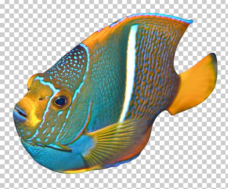 Angelfish PNG, Clipart, Angelfish, Animal, Animals, Butterflyfish, Butterfly Koi Free PNG Download