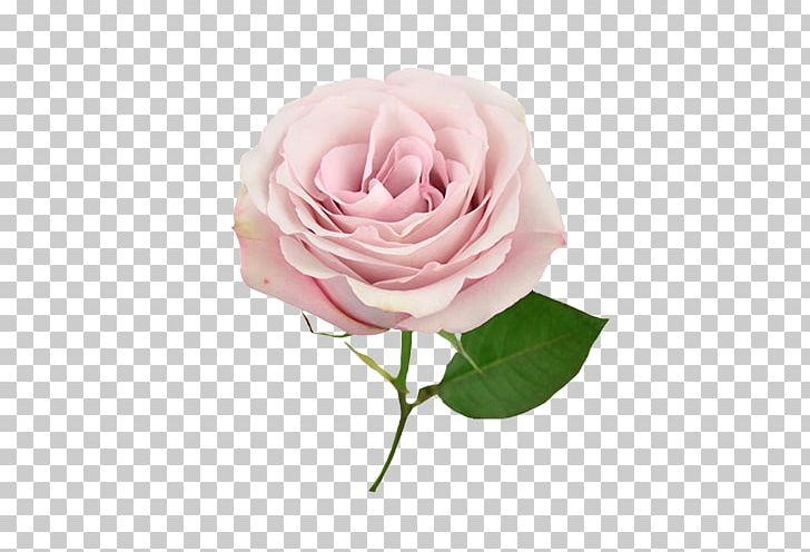 Garden Roses Cabbage Rose Floribunda Pink Flower Bouquet PNG, Clipart, Blue, Blue Rose, Cut Flowers, Floribunda, Flower Free PNG Download