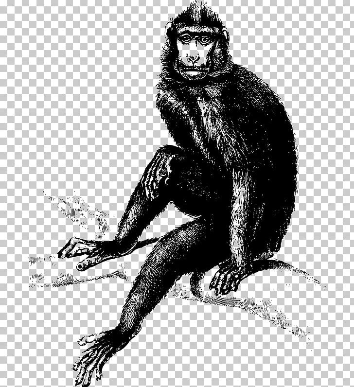 Gorilla The Evil Monkey Homo Sapiens Primate PNG, Clipart, Animal, Animals, Baboon, Baboons, Black And White Free PNG Download