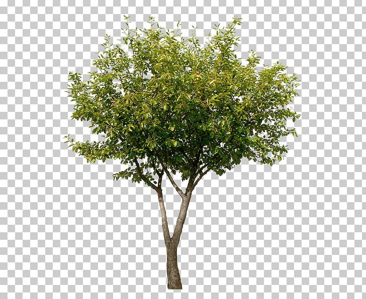 Tree Tipa Stock Photography PNG, Clipart, Architecture, Branch, Drawing, Landscape Architecture, Nature Free PNG Download