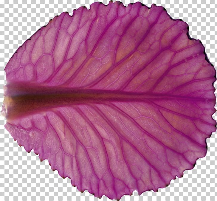 Violet Purple Color Leaf PNG, Clipart, Color, Lavender, Leaf, Lilac, Magenta Free PNG Download