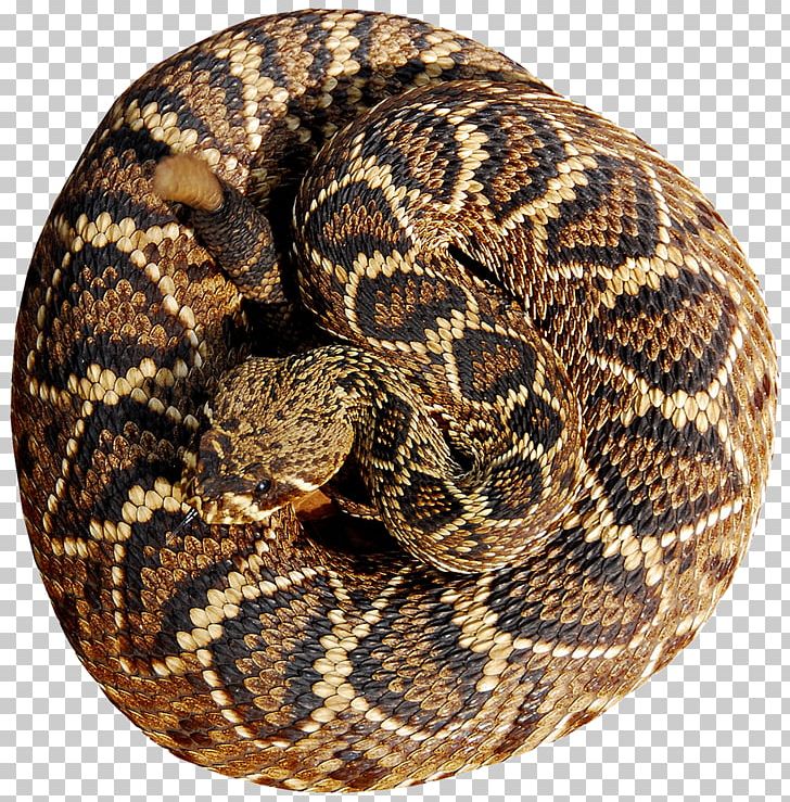 Eastern Diamondback Rattlesnake Vipers Colubridae PNG, Clipart, Animal, Animals, Boa Constrictor, Boas, Colubridae Free PNG Download