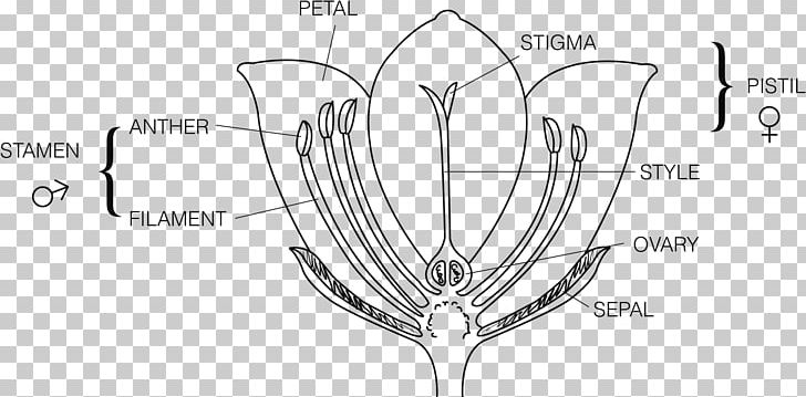 Flower Plant Reproduction Ovary Pseudanthium PNG, Clipart, Anatomy, Angle, Black And White, Cell, Cross Free PNG Download