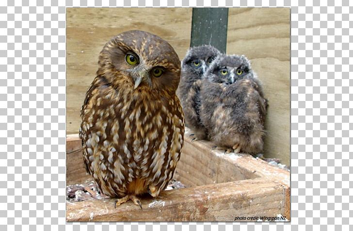 Owl Morepork Bird Gambel's Quail Hawk PNG, Clipart,  Free PNG Download