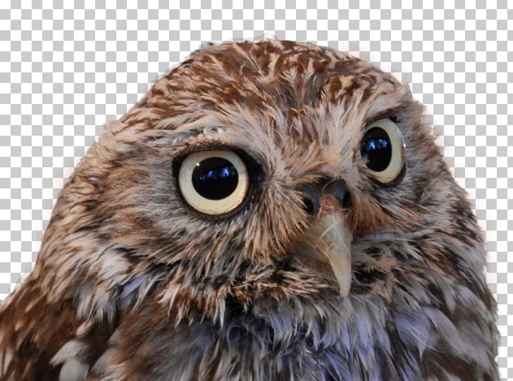 Portable Network Graphics Desktop Bird True Owl PNG, Clipart, Animals, Beak, Bird, Bird Of Prey, Closeup Free PNG Download