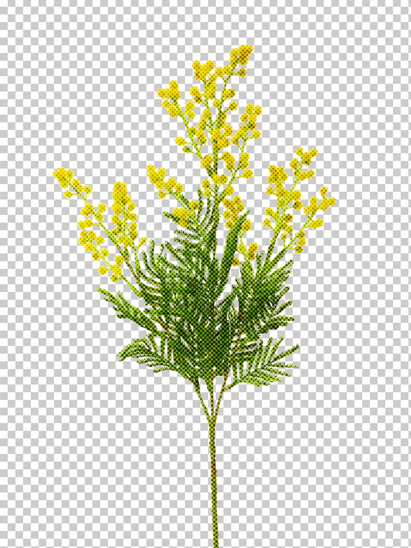 Flower Plant Leaf Grass Plant Stem PNG, Clipart, American Larch, Branch, Flower, Goldenrod, Grass Free PNG Download