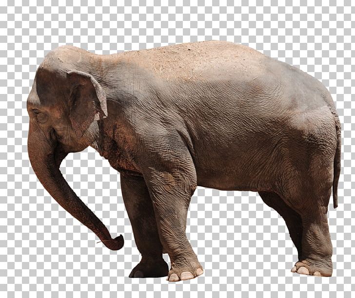 African Bush Elephant Asian Elephant Baby Elephants African Forest Elephant PNG, Clipart, African Bush Elephant, African Elephant, African Forest Elephant, Animal, Animals Free PNG Download