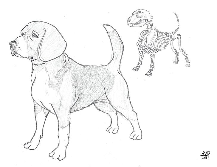 Beagle Puppy Dog Breed Drawing Sketch PNG, Clipart, Animal, Animals, Art, Artwork, Beagle Free PNG Download