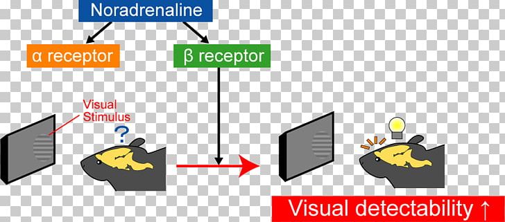 Beta-2 Adrenergic Receptor Beta-adrenergic Agonist Norepinephrine PNG, Clipart, Adrenaline, Adrenergic Agonist, Adrenergic Antagonist, Adrenergic Receptor, Angle Free PNG Download