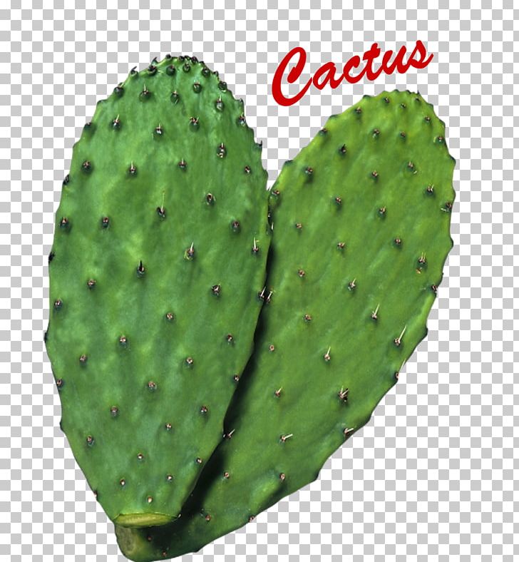 Cactus Nopal Botanical Name Succulent Plant PNG, Clipart, Barbary Fig, Botanical Name, Botany, Cactus, Caryophyllales Free PNG Download