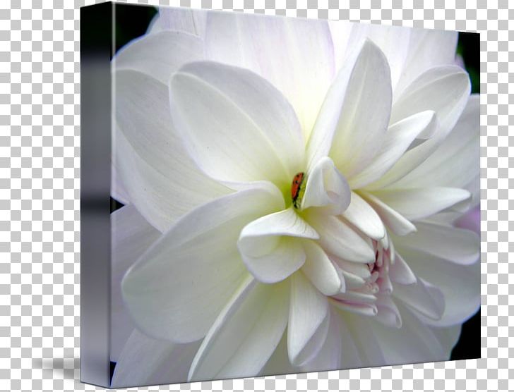 Dahlia Gallery Wrap Floral Design Canvas Magnolia Family PNG, Clipart, Art, Bugs Life, Canvas, Dahlia, Floral Design Free PNG Download