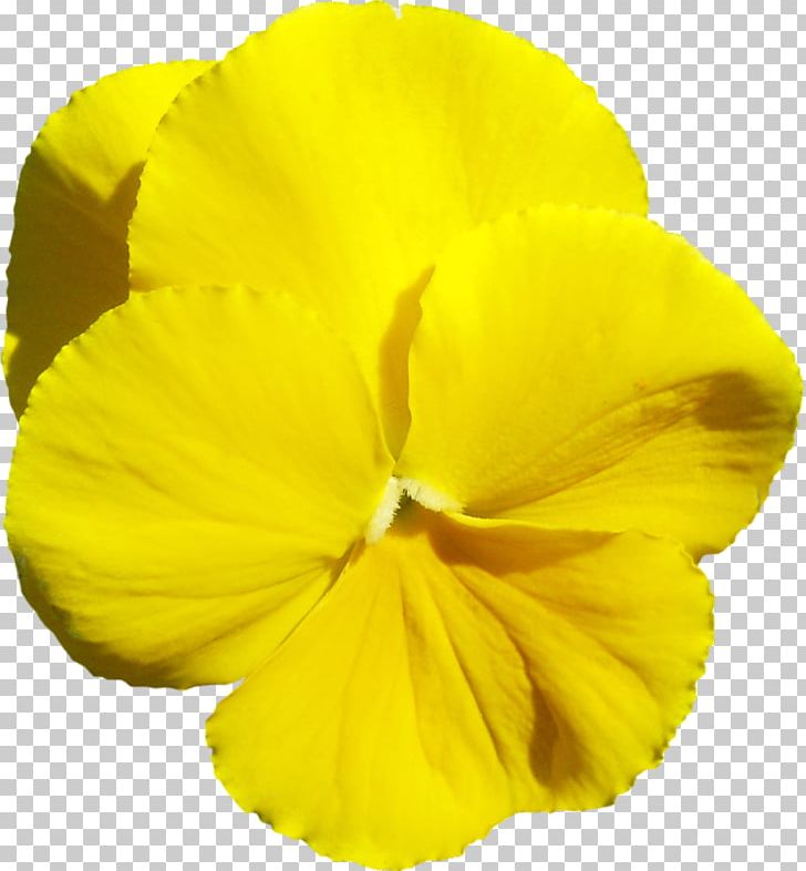 Three-letter Acronym Flower Petal Yellow PNG, Clipart, Acronym, Animation, Flower, Flowering Plant, Flowers Free PNG Download
