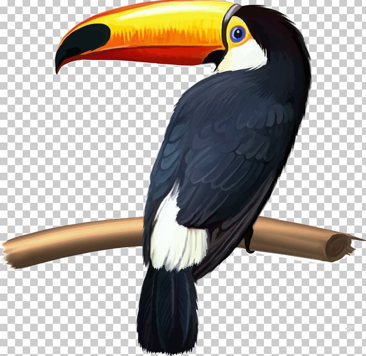 Bird Keel-billed Toucan Green-billed Toucan Knobbed Hornbill Toco Toucan PNG, Clipart, Animal, Animals, Beak, Bird, Channelbilled Toucan Free PNG Download